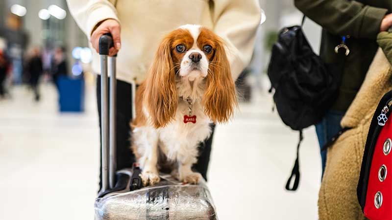 Cão em cima de uma mala no aeroporto